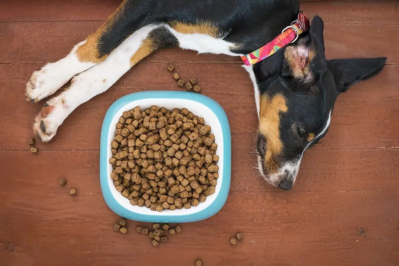 Un chien qui mange, ou plutôt qui se repose après avoir mangé, avec sa gamelle pleine de croquettes à côté.