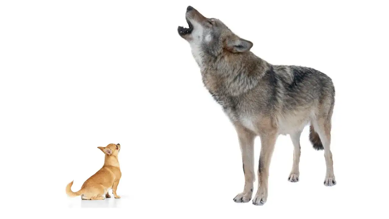 Un lobo a&uacute;lla mientras un peque&ntilde;o chihuahua lo mira, un contraste que evoca la historia de perros y sus ancestros salvajes.
