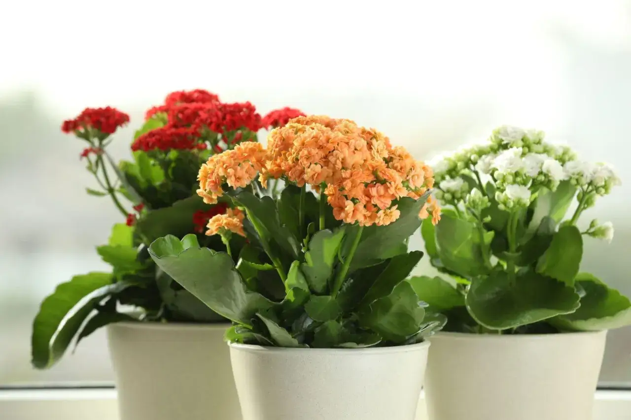 Trzy doniczki z kalanchoe: czerwone, pomarańczowe i białe. Kwiaty kalanchoe po przekwitnięciu nadal zachwycają soczystą zielenią liści.