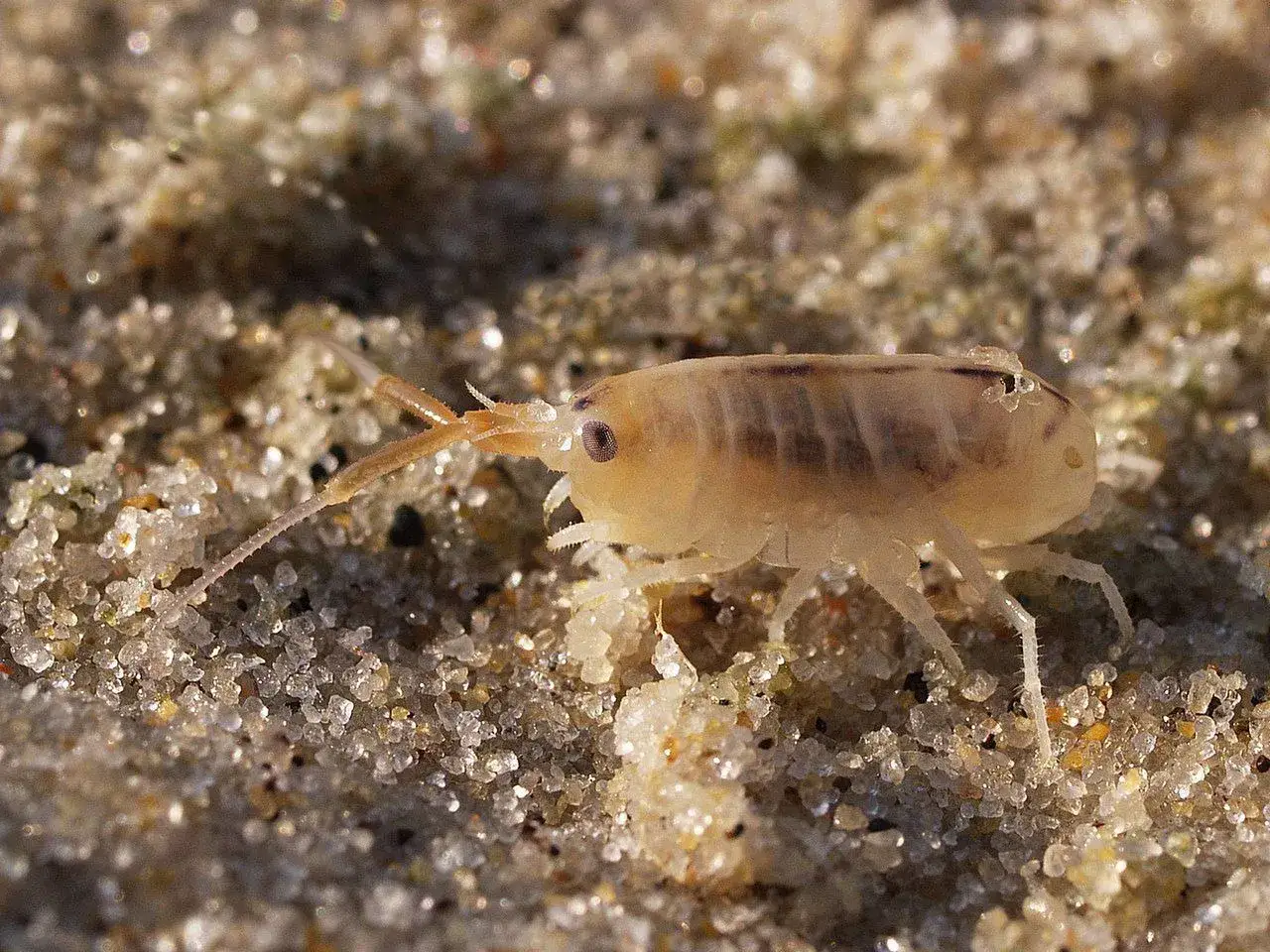 krewetka bałtycka palaemon adspersus