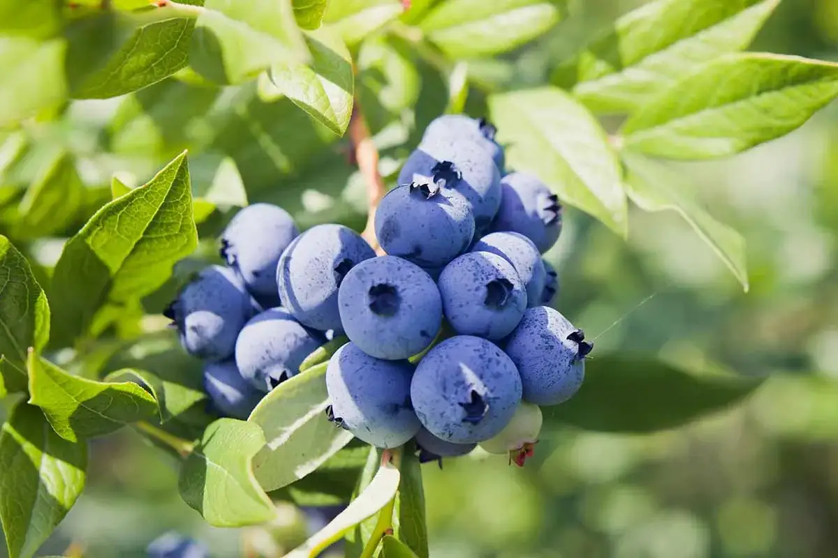 Reife Heidelbeeren h&auml;ngen an einem Strauch. Der ideale Heidelbeere Standort ist sonnig und gesch&uuml;tzt.