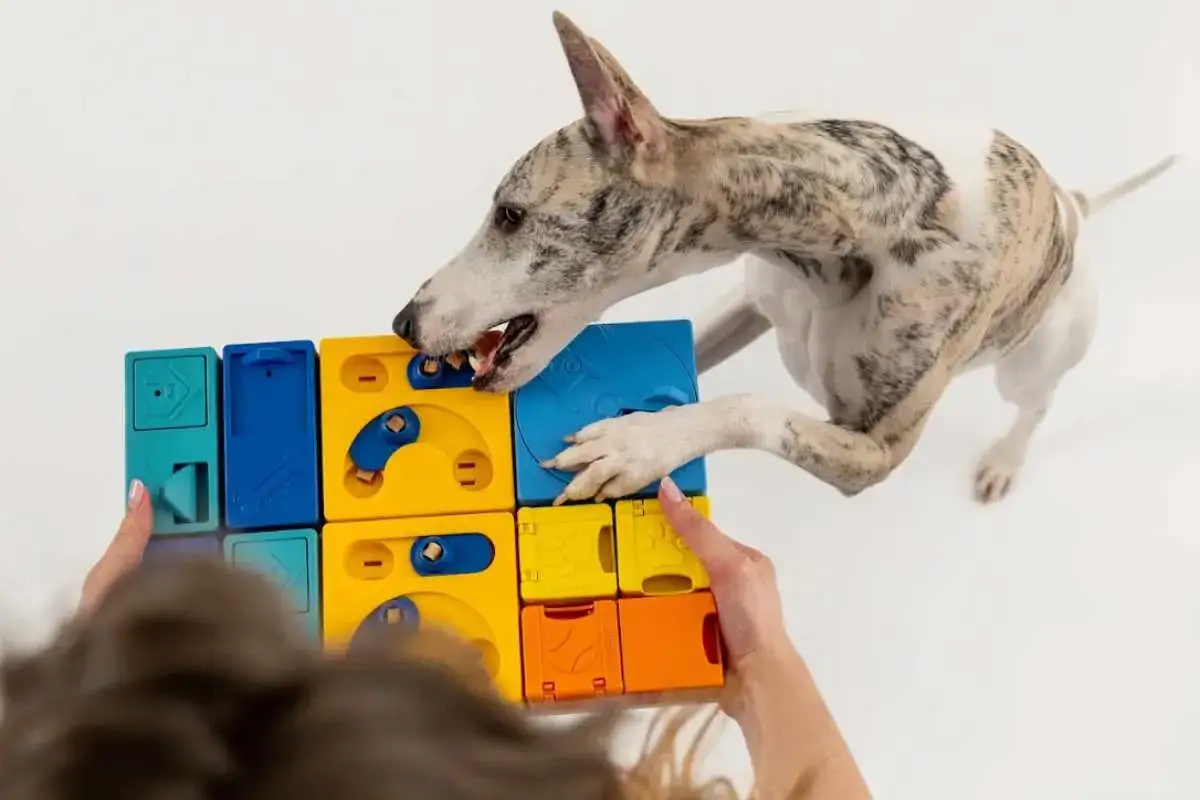 Perro de raza mixta interactuando con juegos mentales para perros, bloques de colores para estimular su inteligencia.