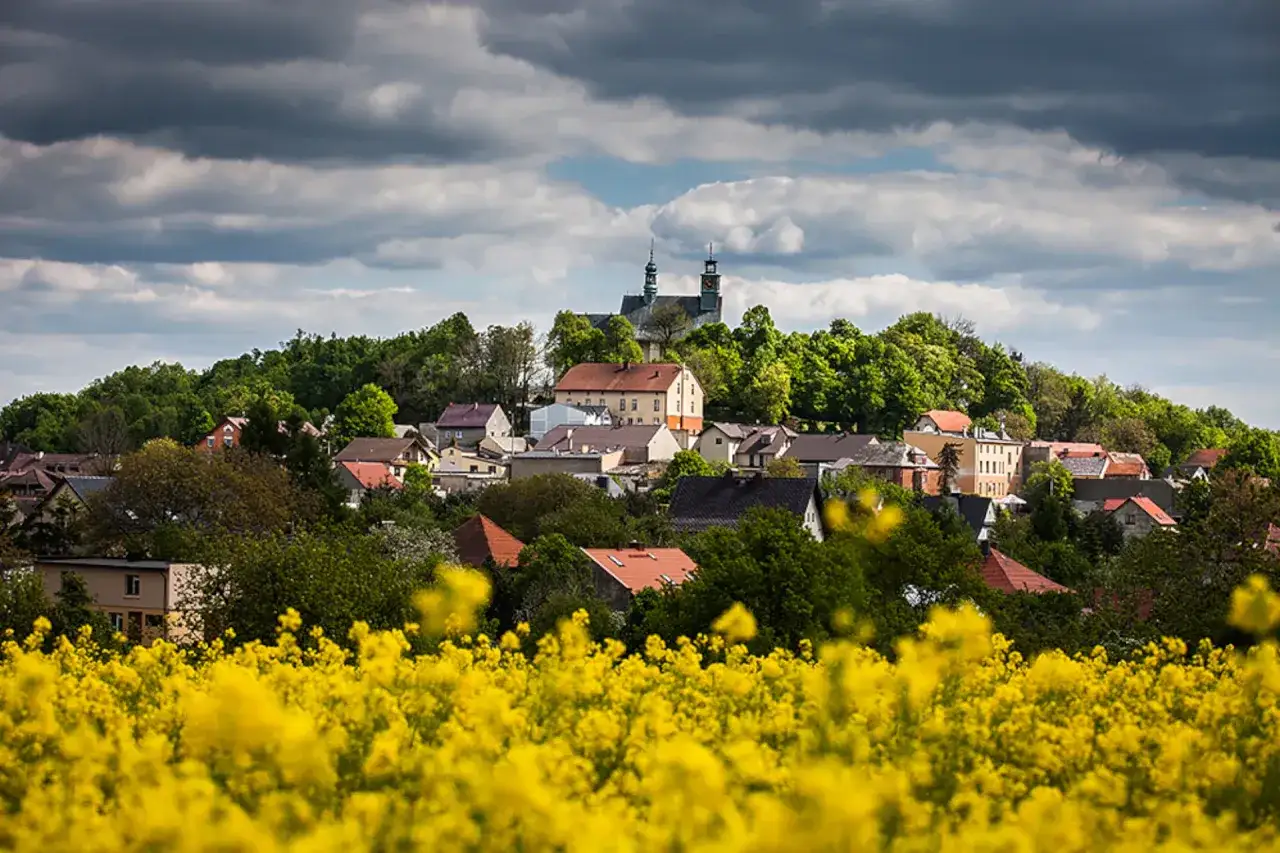 Wiosenna panorama z kwitnącym rzepakiem i zabudowaniami na wzgórzu, gdzie jest Góra Świętej Anny.