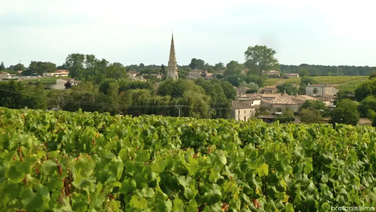 Winnica w Saint-Émilion Grand Cru. W oddali widać urokliwą wioskę z kościołem i winnice.