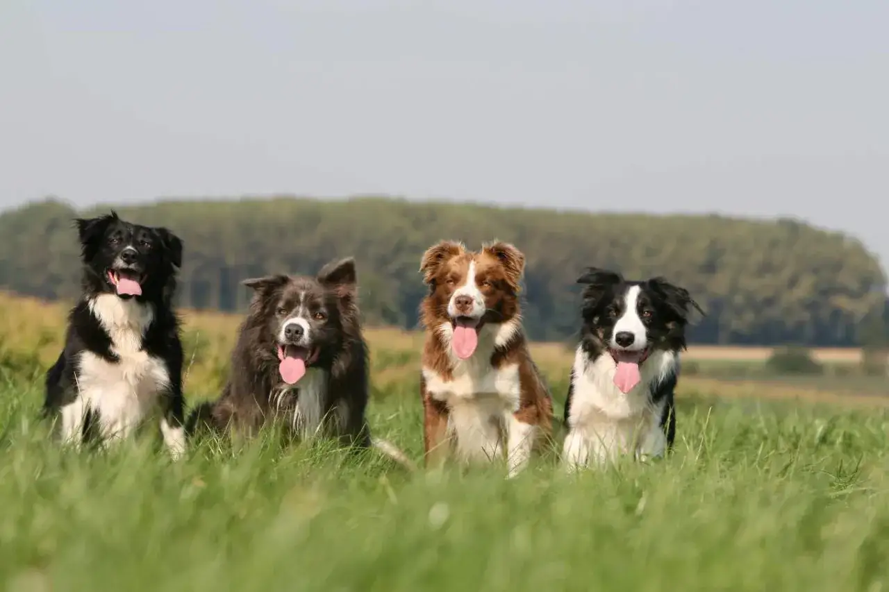 Vier Border Collies im Gras, ihre Zungen hängen heraus. Ihr intelligenter Blick und ihre aufmerksame Haltung spiegeln den typischen Border Collie Charakter wider.