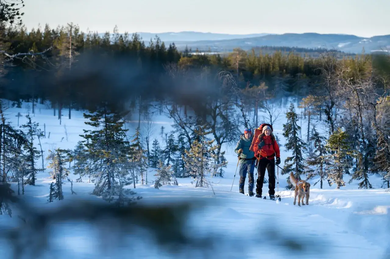 Två personer och en hund vandrar på skidor genom ett snötäckt landskap i Koppången naturreservat.