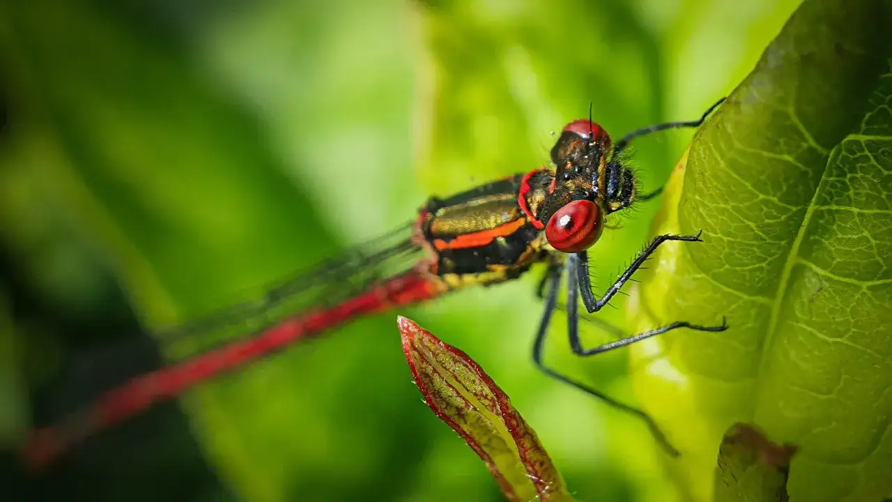 Photo macro smartphone d'une libellule aux yeux rouges vifs, perch&eacute;e sur une feuille verte.