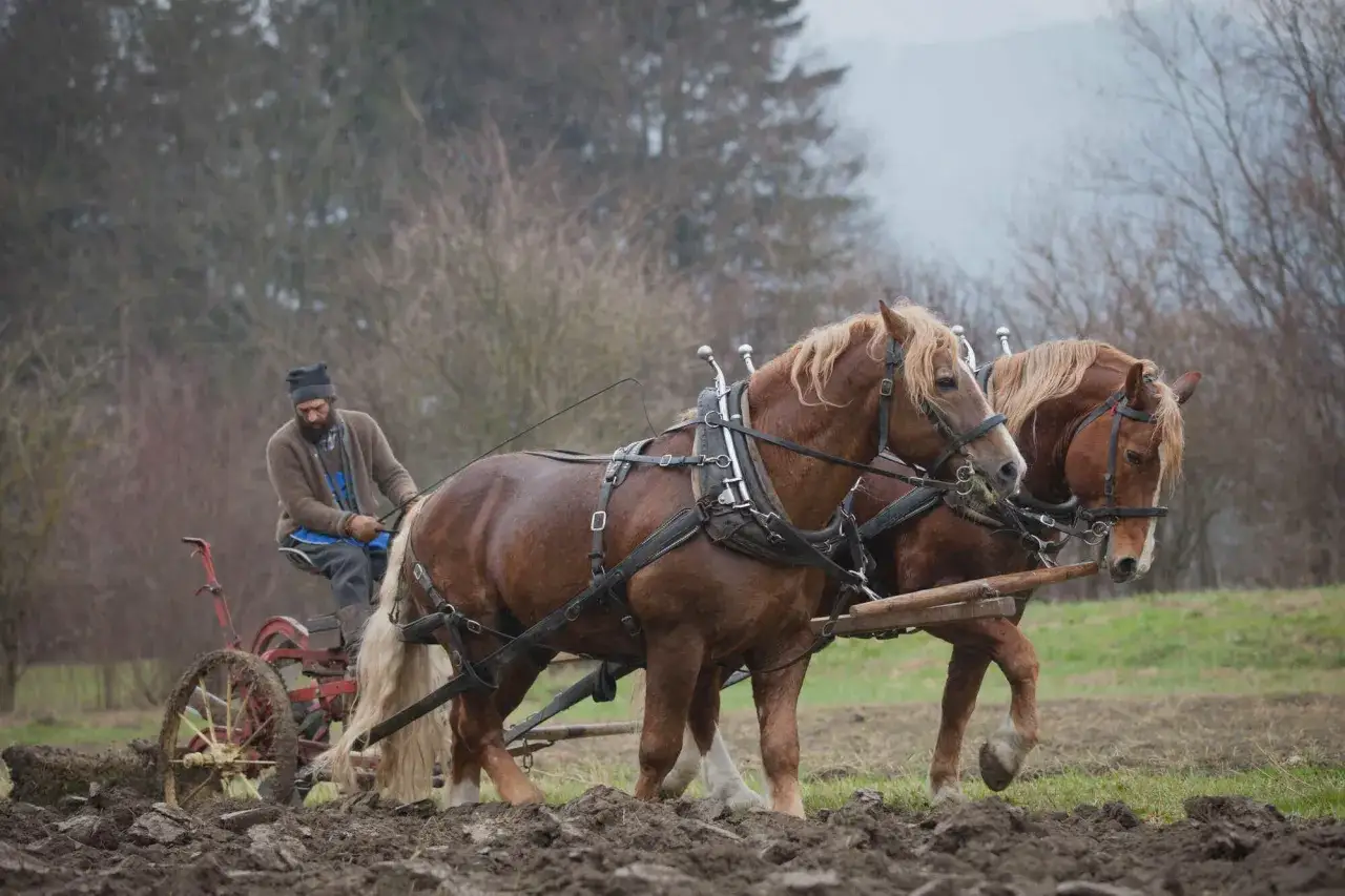 Ein Bauer pfl&uuml;gt mit zwei Pferden ein Feld, wie es in der Dreifelderwirtschaft im Mittelalter &uuml;blich war.