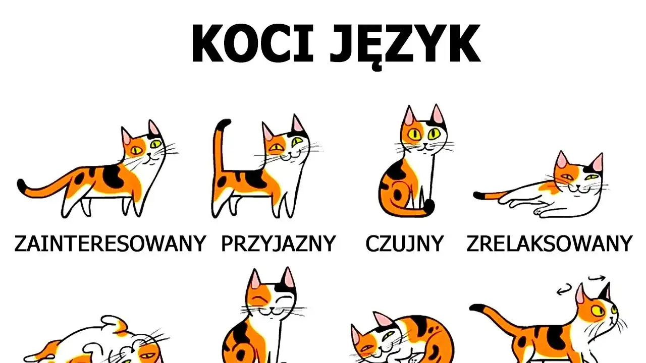 szczęśliwy kot mowa ciała