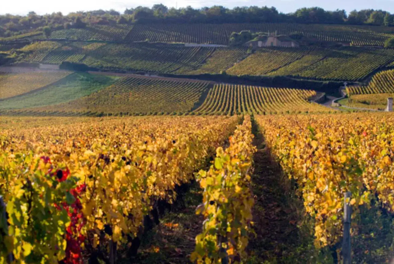 Vignes dorées à perte de vue, un paysage typique de la région de **Arnoux Lachaux** en automne, sous un ciel clair.