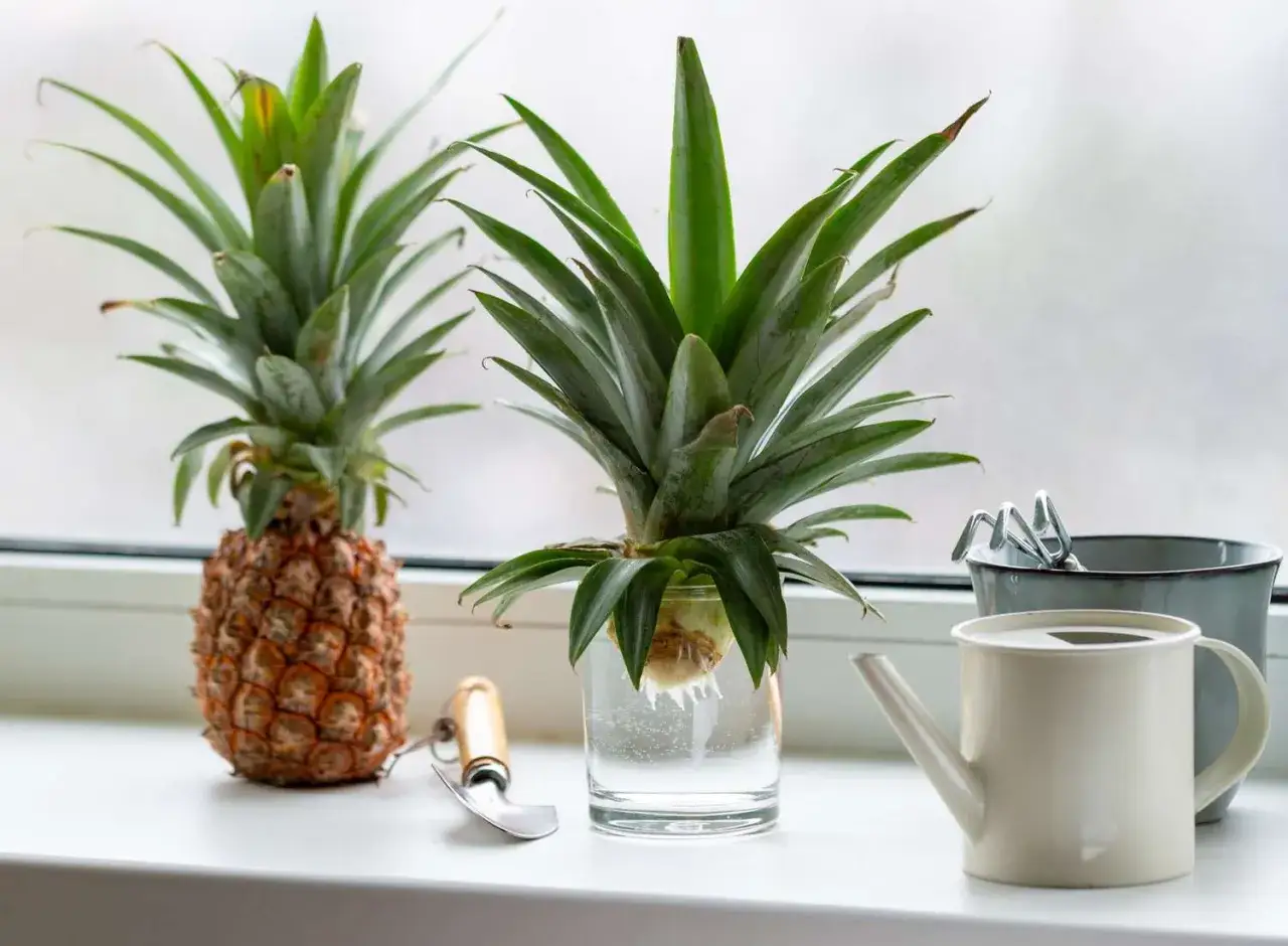 Dos plantas de pi&ntilde;a en maceta, una en agua y otra en tierra, junto a herramientas de jardiner&iacute;a y una regadera.