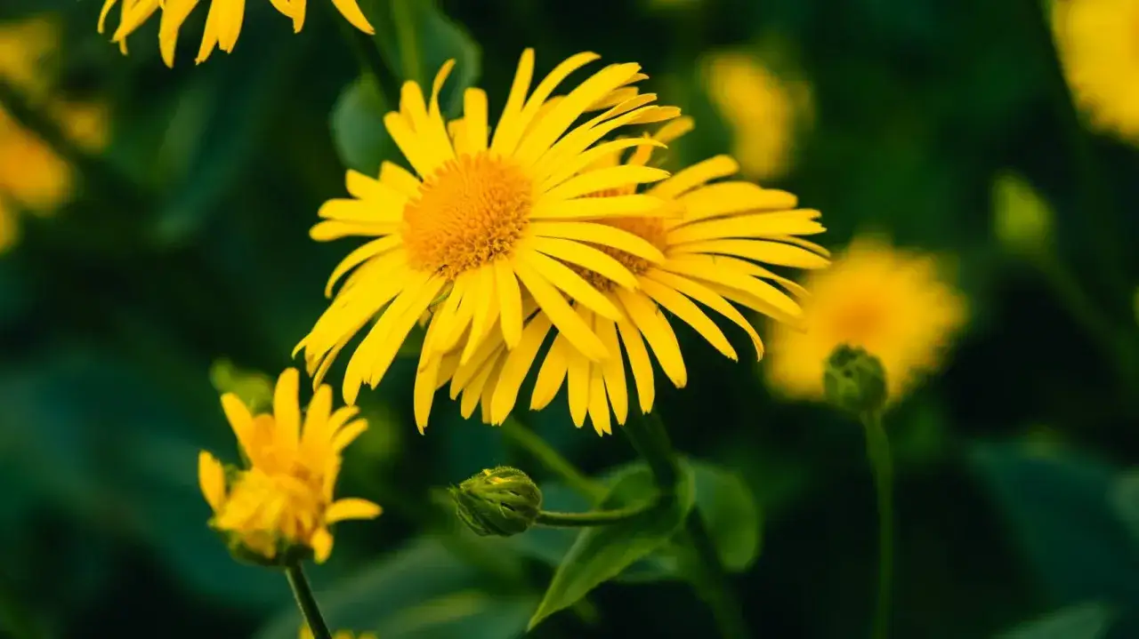 Fiori gialli luminosi, simili a margherite, con petali sottili e un centro arancione. Un bocciolo verde &egrave; visibile in primo piano. Immagine evocativa di arnica per bocca, un rimedio naturale.