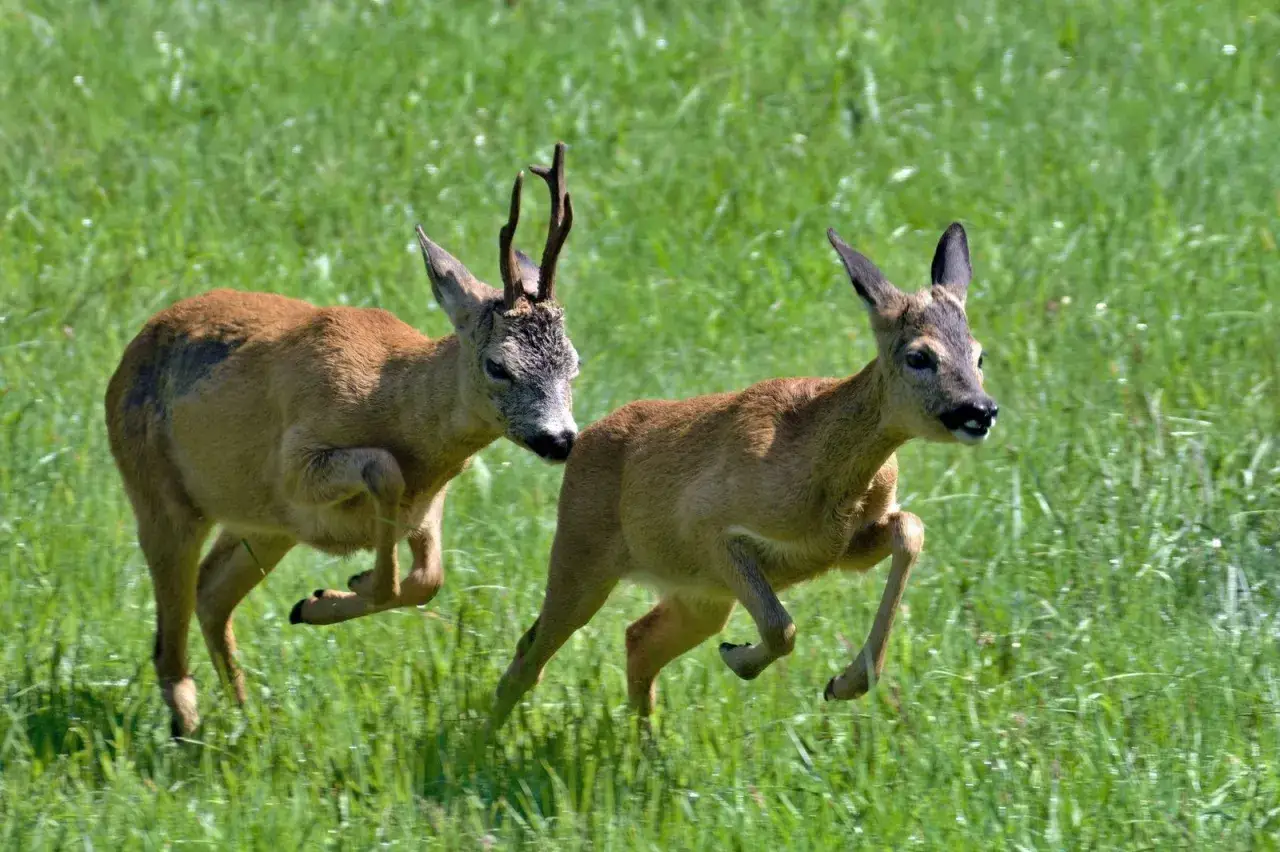 Zwei Rehe galoppieren &uuml;ber eine gr&uuml;ne Wiese. Bald ist es soweit, wann bekommen Rehe Junge?