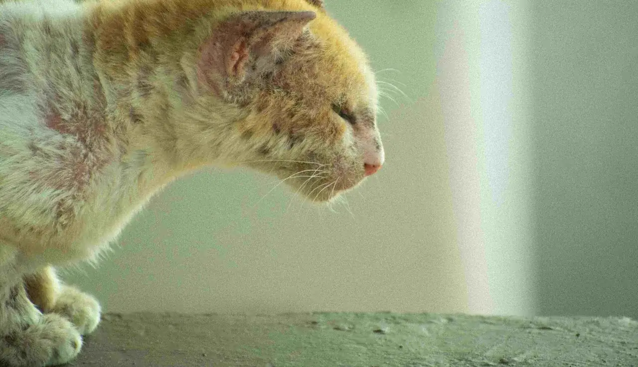 Chory kot z widocznymi zmianami skórnymi na uszach i ciele, które mogą wskazywać na alergię u kota objawy.