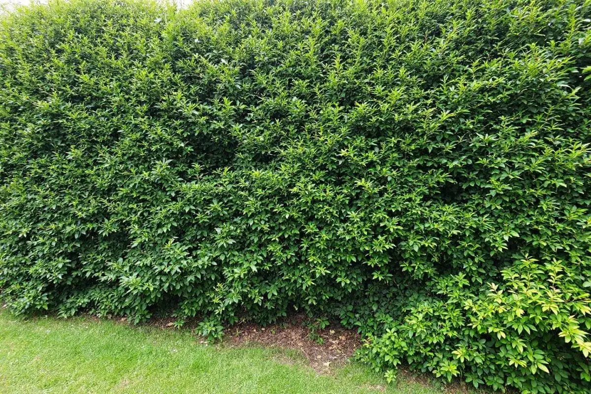Une dense haie anti bruit, d'un vert luxuriant, borde une pelouse soignée.