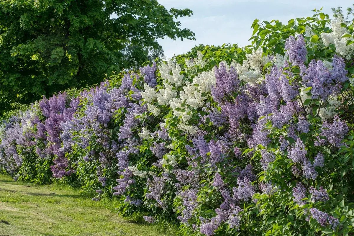 En l&aring;ng h&auml;ck d&auml;r syrener blommar i lila och vitt. En gr&ouml;nskande tr&auml;dtopp skymtar i bakgrunden.