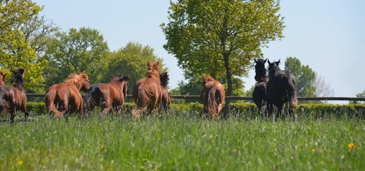 Un troupeau de chevaux, dont un homozygote cheval, galope dans un pré verdoyant sous un ciel bleu.