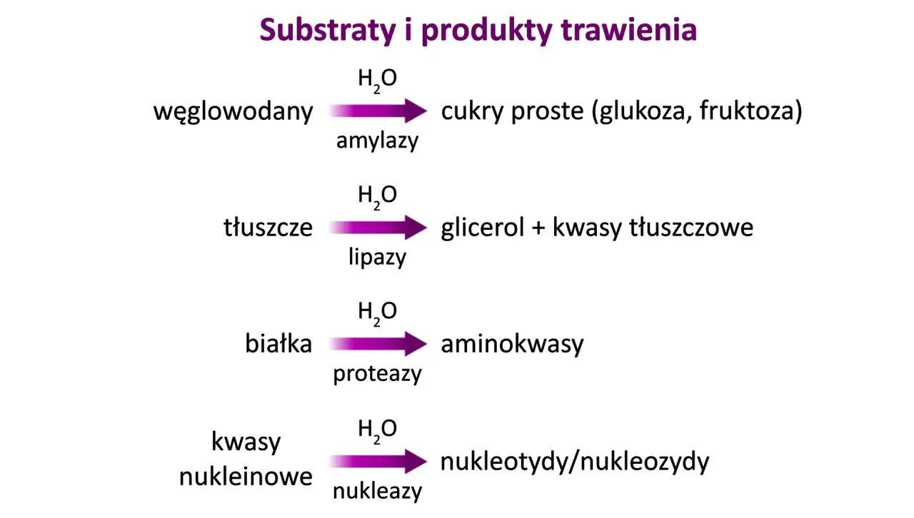 Schemat trawienia: węglowodany z pomocą amylazy rozkładają się na cukry proste. Tłuszcze z lipazami na glicerol i kwasy tłuszczowe. Białka z proteazami na aminokwasy. Kwasy nukleinowe z nukleazami na nukleotydy/nukleozydy.
