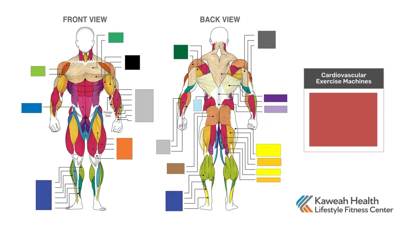 Schede palestra con immagini: vista anteriore e posteriore dei muscoli del corpo umano, con indicazioni colorate per allenamenti mirati.