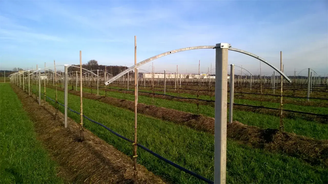 Rzędy młodych drzewek, przygotowywane pod uprawę mini kiwi na działce, z systemem nawadniania i metalowymi podporami.