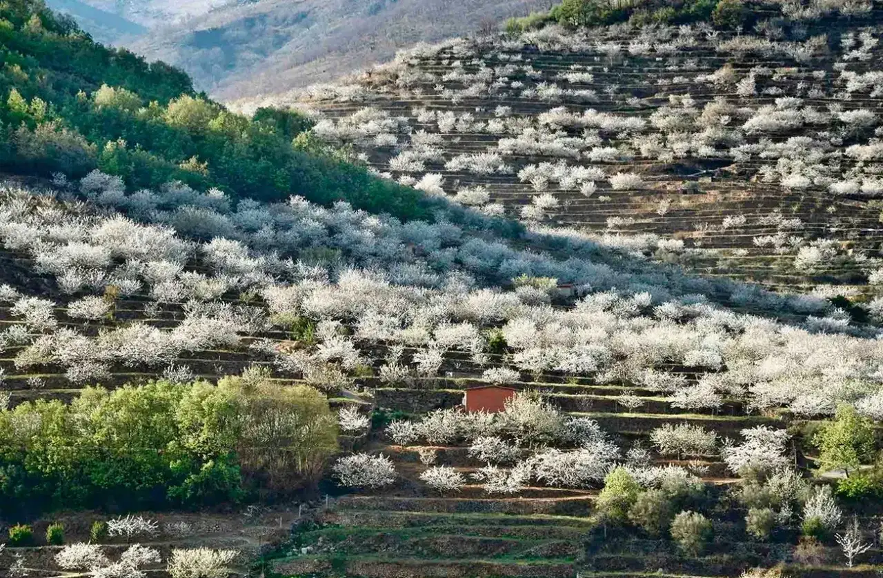 Espectacular paisaje del Valle del Jerte en flor. Los cerezos cubren las terrazas de las laderas, creando un mar blanco.