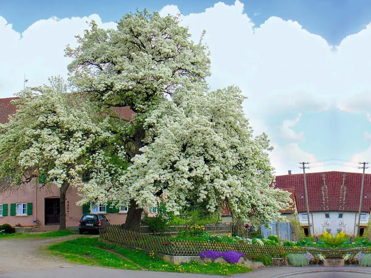 Majestatyczny Pyrus kwitnie obficie, otaczając domy i tworząc wiosenną idyllę.