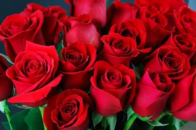 kolory róż symbolika walentynki