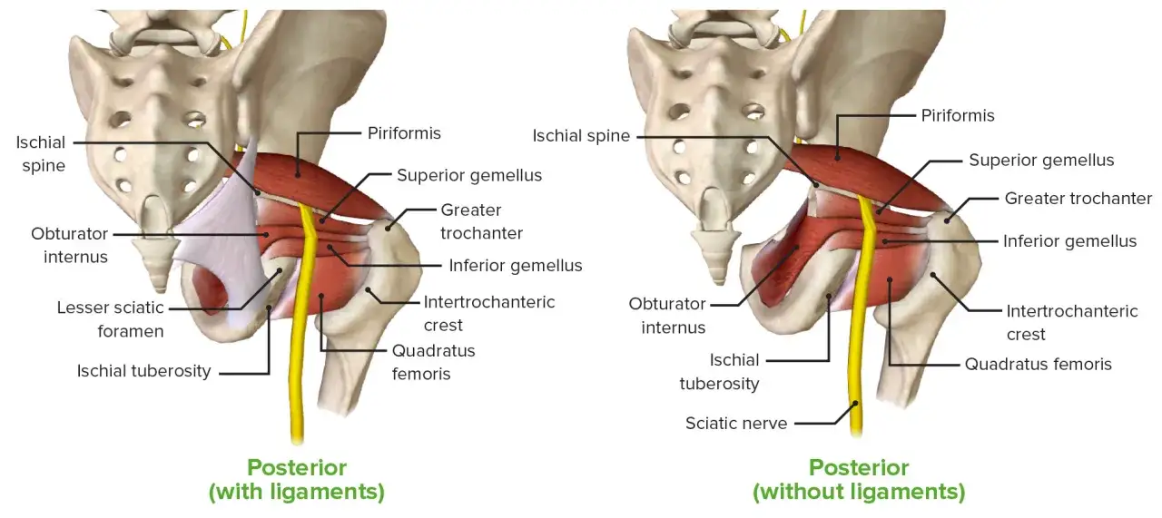 Anatomia miednicy: mięsień gruszkowaty (piriformis) i inne mięśnie pośladkowe, z widocznym nerwem kulszowym.