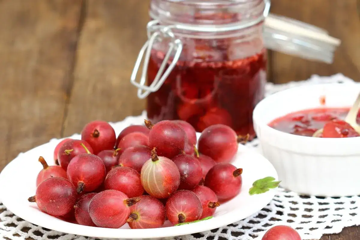 Frische Stachelbeeren auf einem Teller neben einem Glas mit selbstgemachter Stachelbeermarmelade und einer kleinen Schale Marmelade.