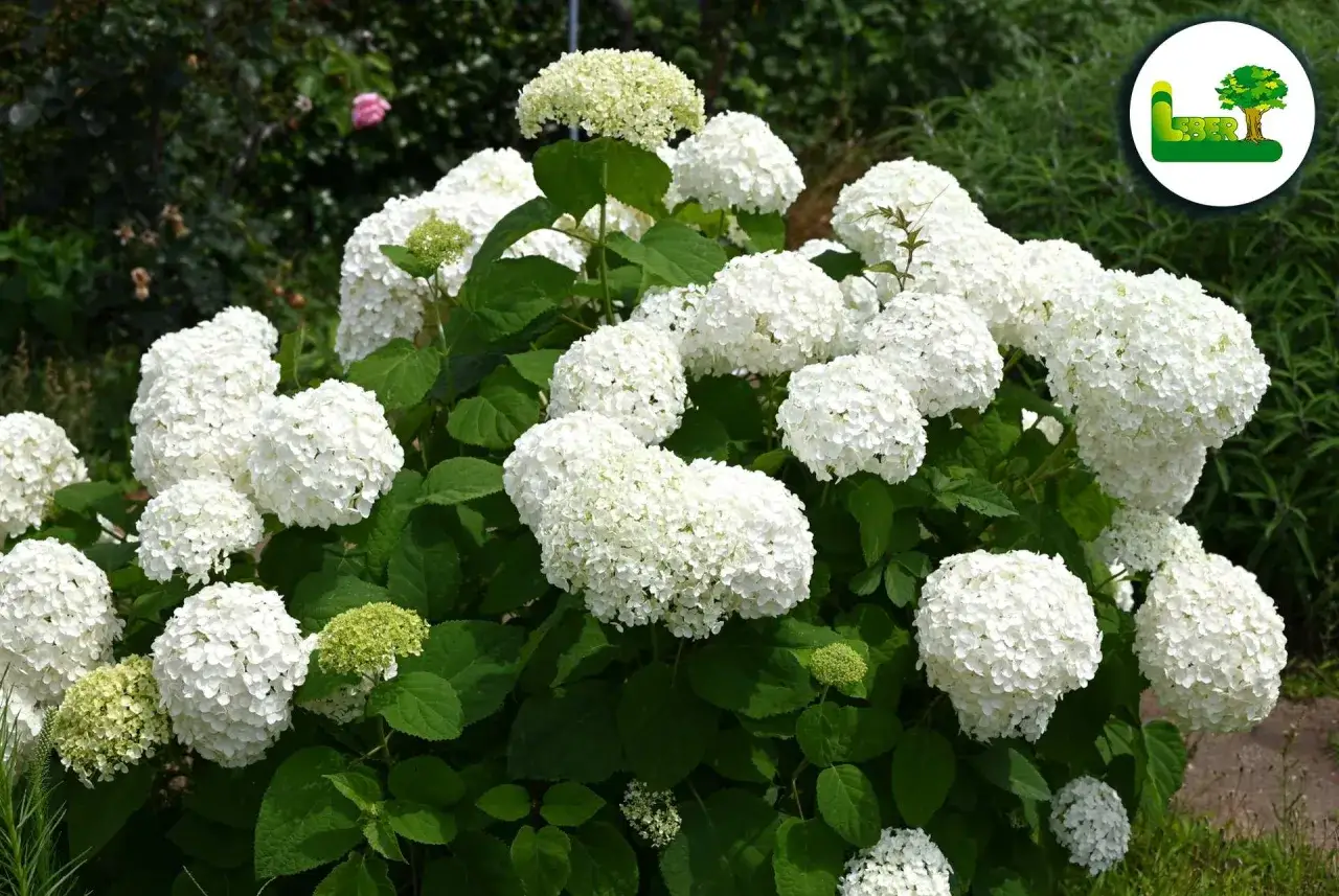 Prächtige weiße Hortensienblüten, die auf eine gute Hortensien Pflege hinweisen. Im Hintergrund eine zarte rosa Rose.