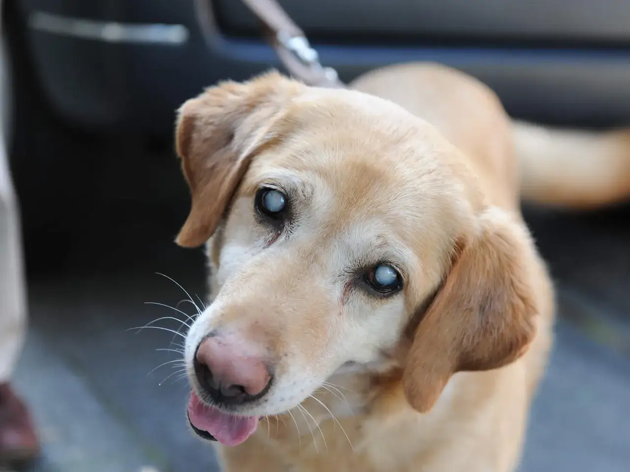 Ein freundlicher Hund mit grauem Star blickt neugierig in die Kamera. Seine Augen sind tr&uuml;b, aber sein Schwanz wedelt.