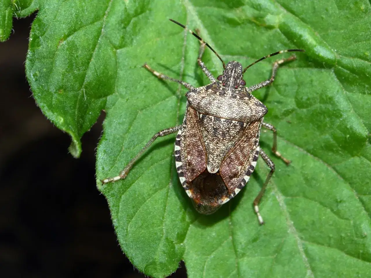 Un insecto con patr&oacute;n moteado, similar a las chinches verdes, descansa sobre una hoja verde.