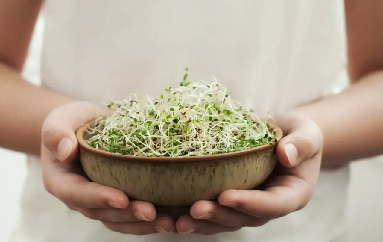 Hands cradle a bowl overflowing with fresh, vibrant sprouts, showcasing what are sprouts: the nutritious beginnings of plants.