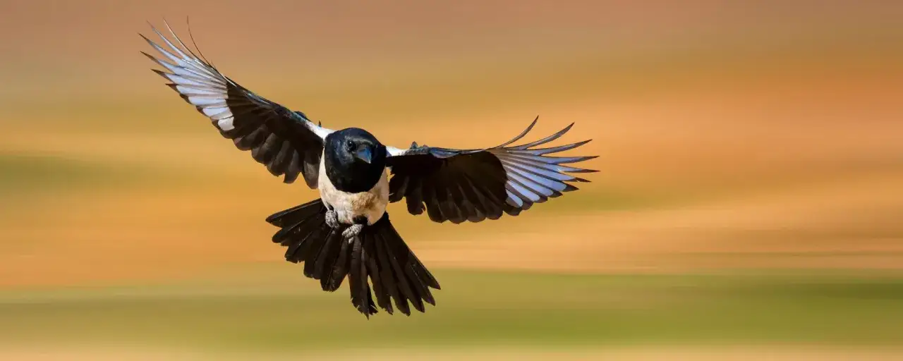 Un p&aacute;jaro urraca en pleno vuelo, con sus alas extendidas y su cola larga y negra.