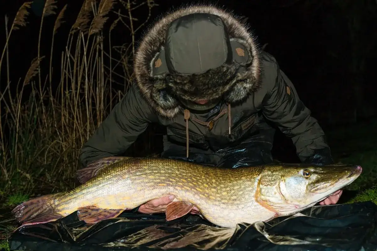 Ein Angler pr&auml;sentiert stolz seinen beeindruckenden Hecht fang im Schilf.