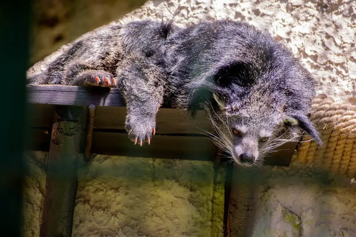 Niedźwiedź malajski w zoo oliwskim odpoczywa na drewnianej belce, wyciągając łapę z ostrymi pazurami.