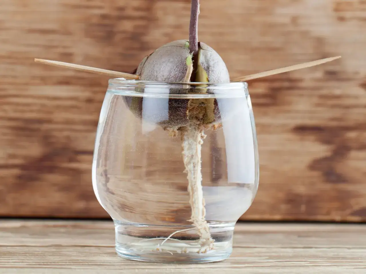 Un noyau d'avocat germe dans un verre d'eau, ses racines s'&eacute;tendent. Le sens de la croissance est clair.
