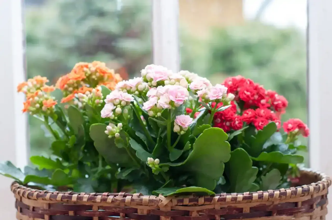 Kalanchoe blossfeldiana cuidados: maceta de mimbre con flores rosas, rojas y naranjas vibrantes, ideal para un alféizar soleado.