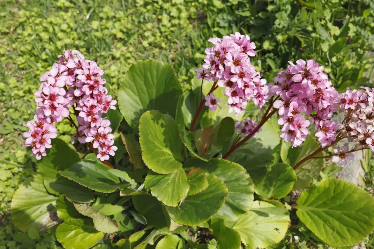 Bergenia sercowata kwitnie na różowo, tworząc kępy z dużymi, błyszczącymi liśćmi.