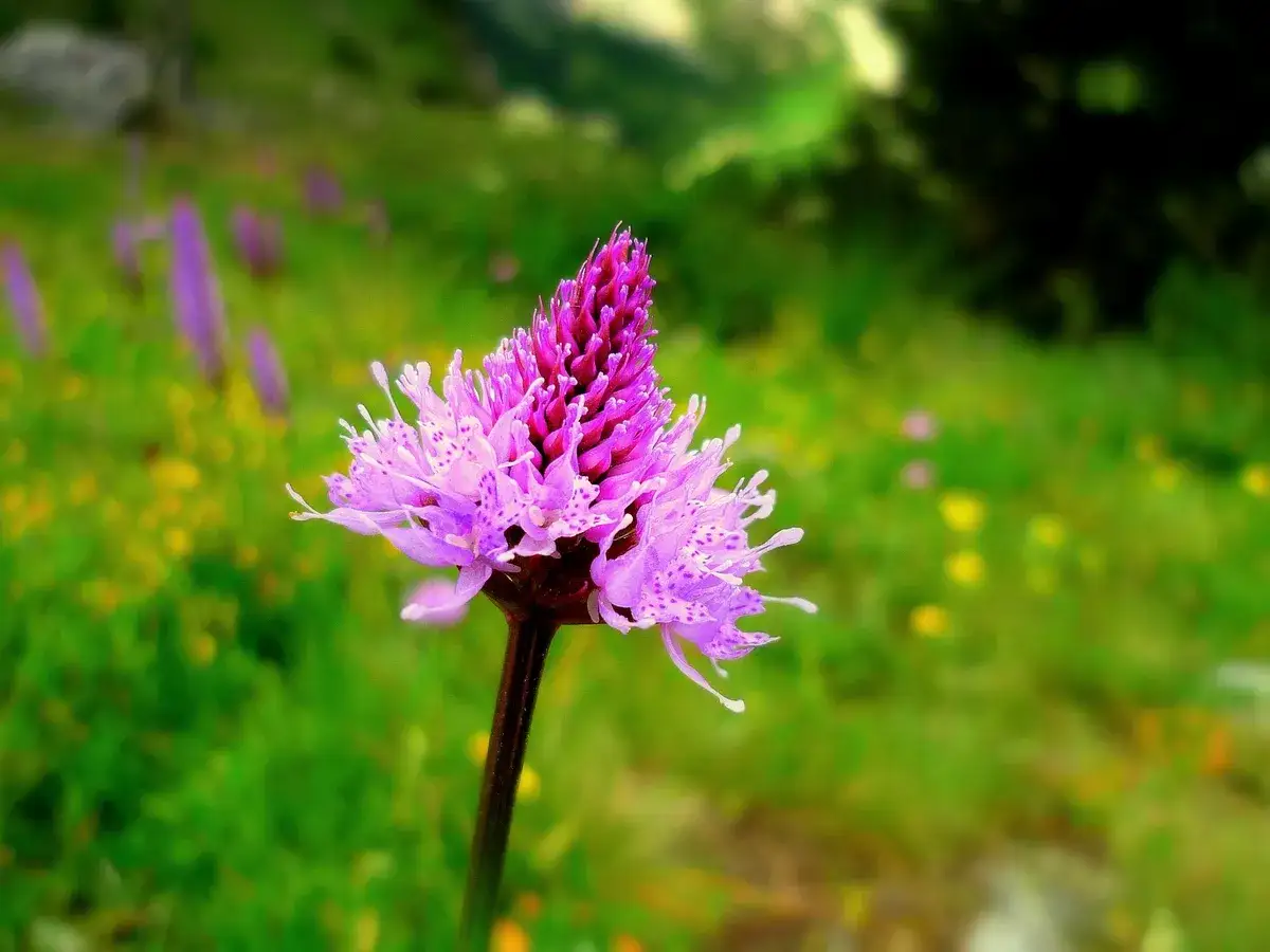 Fleur de montagne rose et violette, aux p&eacute;tales d&eacute;licats, se dresse fi&egrave;rement dans un pr&eacute; verdoyant parsem&eacute; de petites fleurs jaunes.