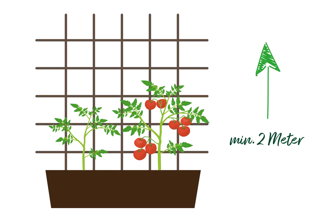Reife Tomaten an einem Rankgitter. Daneben eine kleinere Pflanze. Ein Pfeil zeigt nach oben mit der Beschriftung