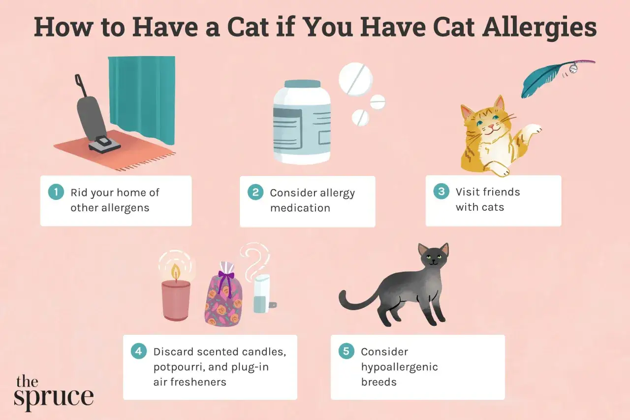 Consejos para convivir con gatos si tienes alergia: aspira, considera medicaci&oacute;n, visita amigos con gatos, evita ambientadores y razas hipoalerg&eacute;nicas.