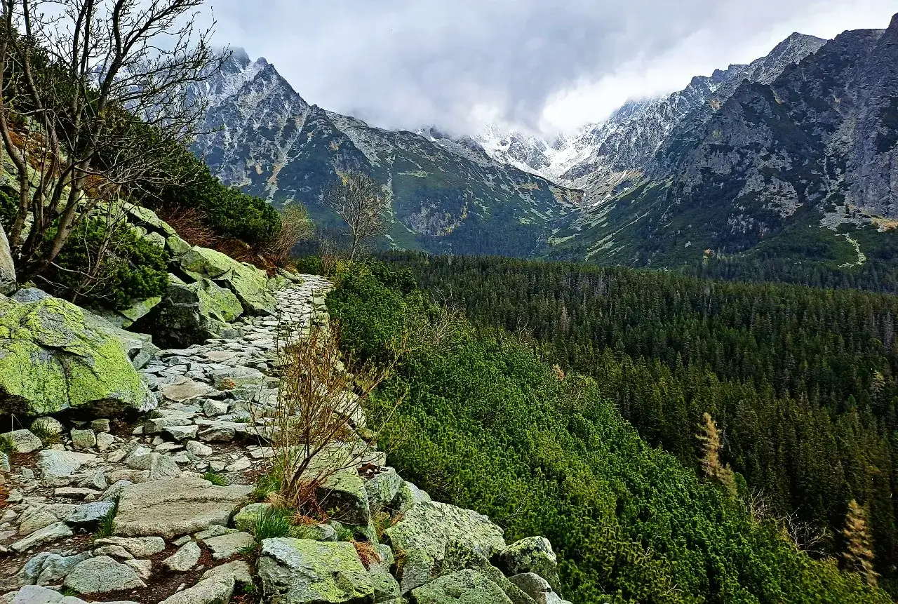 Steiler Steinpfad in den Hohen Tatra, Polen, führt durch grüne Vegetation zu schneebedeckten Gipfeln.