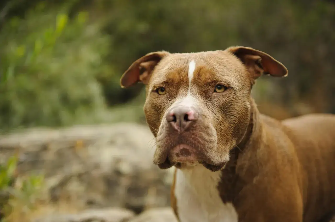 Uroczy pitbull red nose, z błyszczącą sierścią i bystrymi oczami, spogląda w obiektyw.