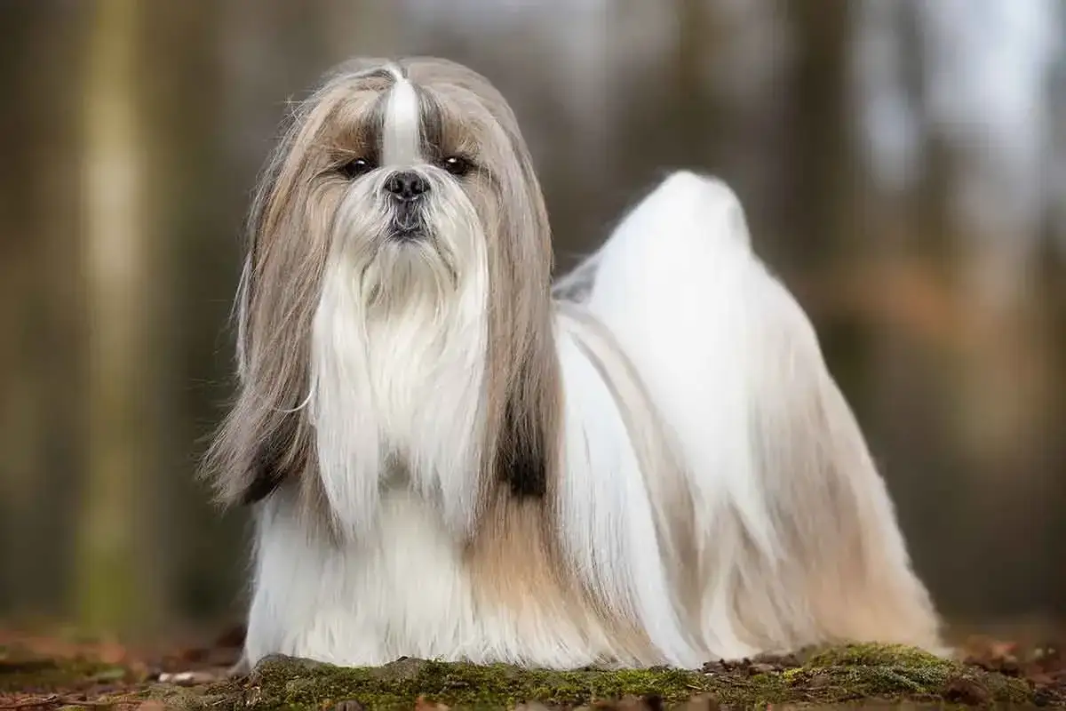 Shih tzu z długą, jedwabistą sierścią, siedzący na leśnym poszyciu. To idealne miejsce, gdzie psy lubią być głaskane.