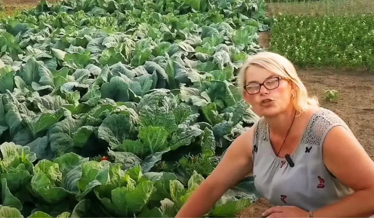 Kobieta w okularach opowiada o domowych sposobach na szkodniki kapusty, stojąc przy grządce pełnej dorodnej kapusty.