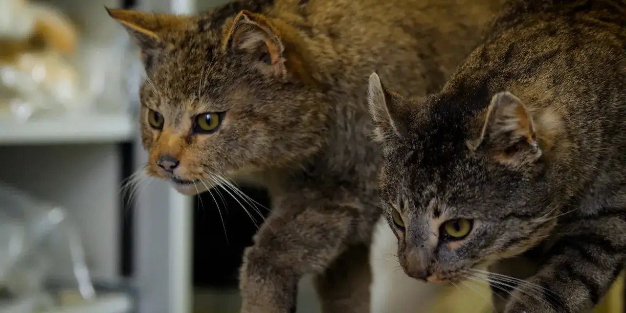 Zwei Katzen, eine mit wilderem Fell, die andere ein Hauskatze hybrid, schleichen neugierig durch den Raum.