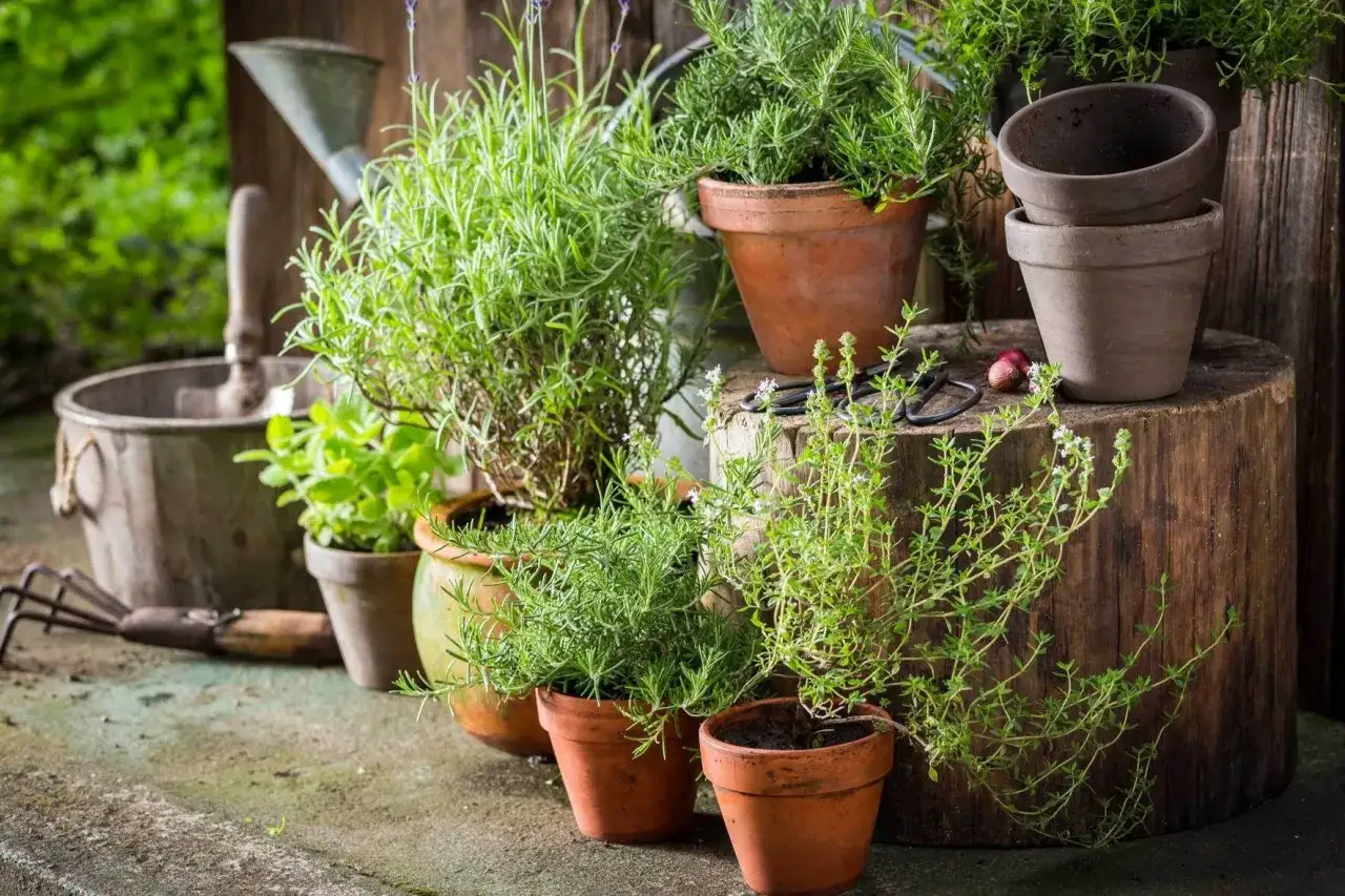 Kräuter im Garten: Rosmarin, Thymian und oregano pflanzen in Tontöpfen, bereit für die Ernte. Gartengeräte und ein Holzhocker im Hintergrund.