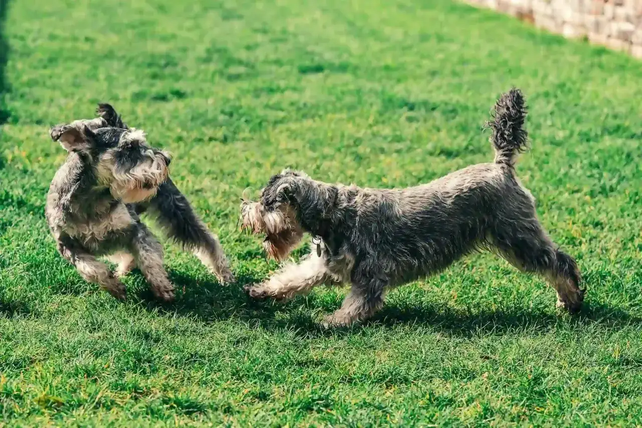 Dos schnauzer medianos juegan en el césped verde, uno saltando y el otro con la cola enroscada.