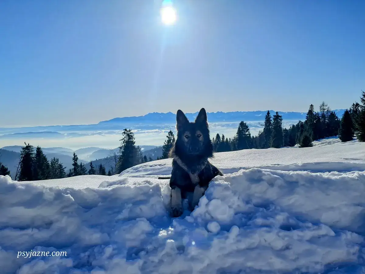 Wspaniały pies na Turbaczu, w śnieżnej scenerii, z widokiem na Tatry.